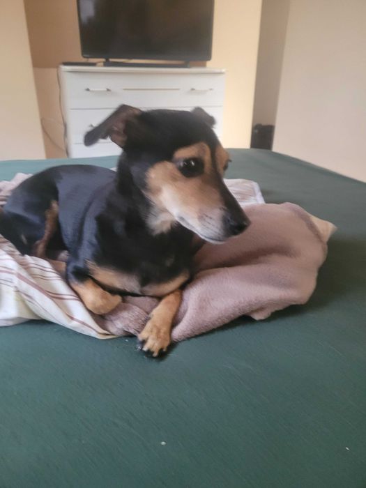 Czika szuka domu i czeka na cud.