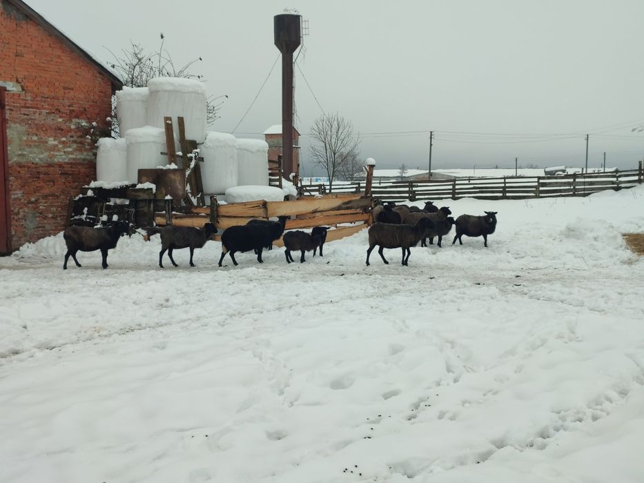 Продається вівці.