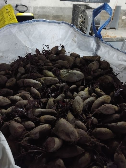 Burak ćwikłowy buraczek czerwony