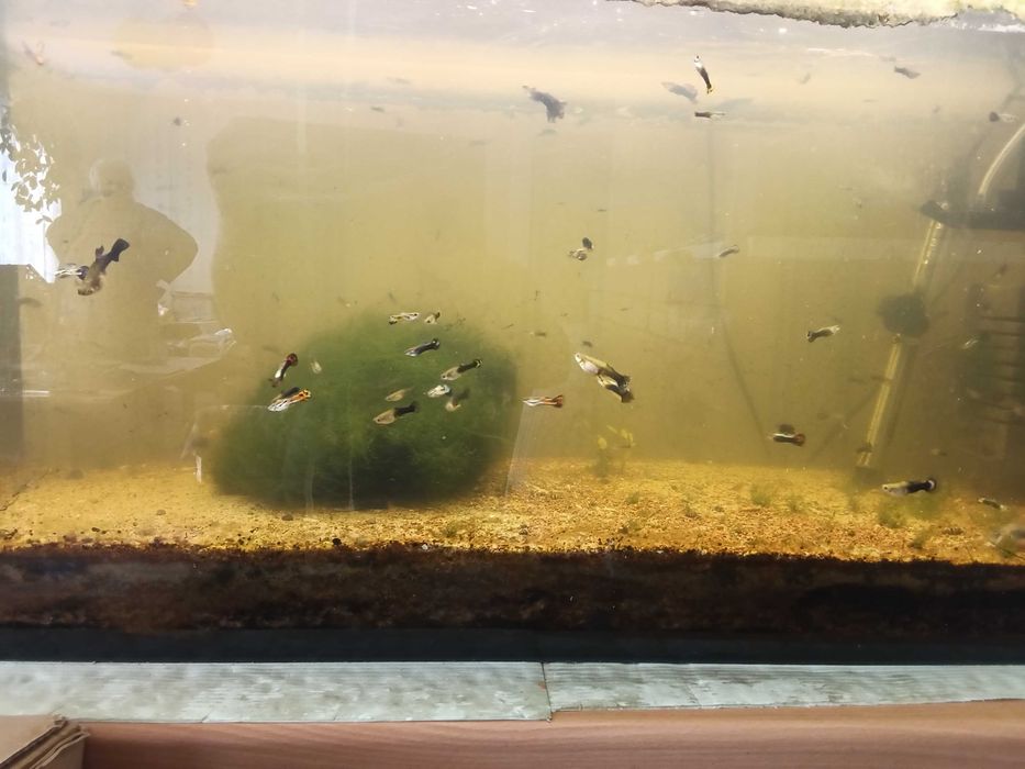 ryby akwariowe gupiki