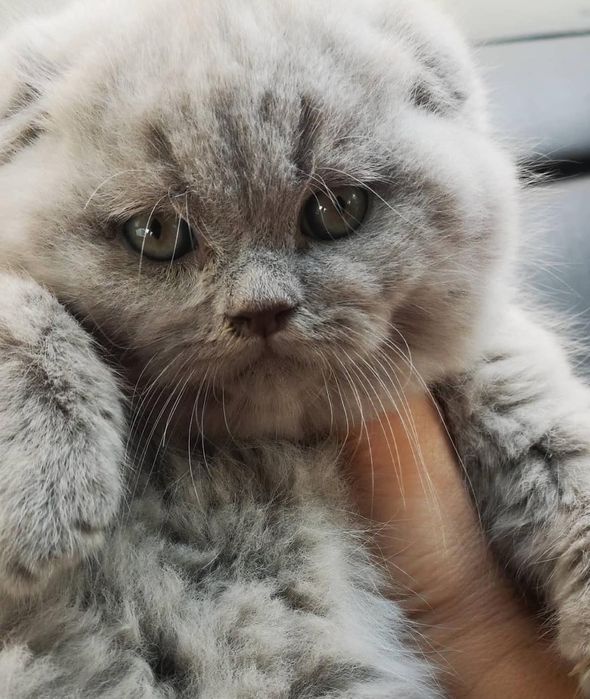 Скоттиш фолд малыш