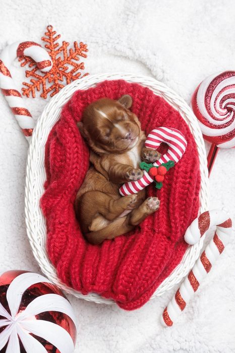 Cavalier King Charles Spaniel - Chłopczyk ruby