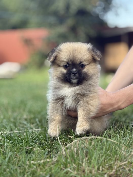 Малюк шпиць міні