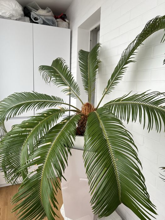 Цикас великий, 1,5м