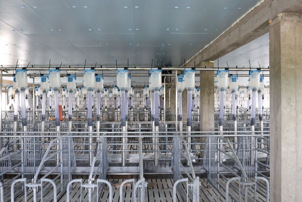 Ocieplenie Izolacja Odchowalni Prosiąt Porodówki Styrodur XPS AGRO