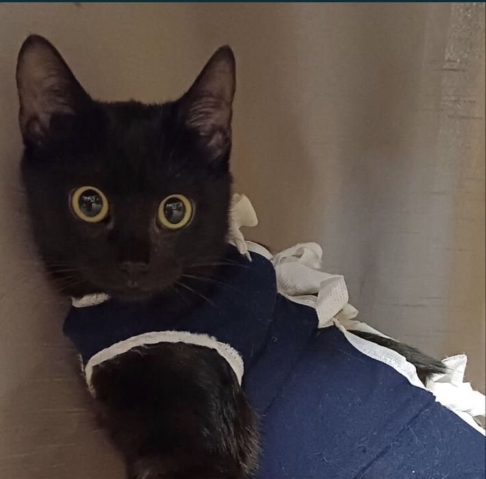 Дівчинка в добрі руки. Стерилізована