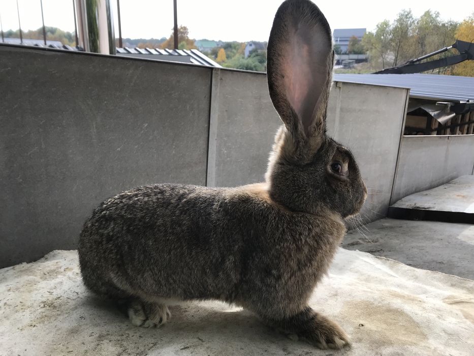 Кролики породи фландр.