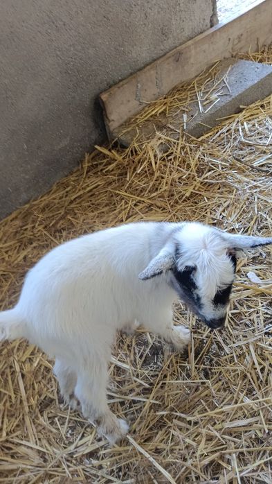 Cabritinho anão para venda