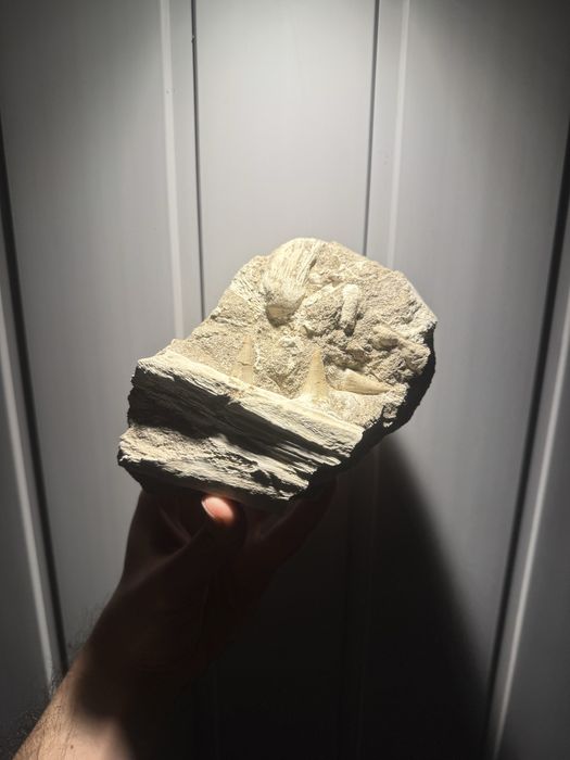 Coleção Fóssil/Fósseis