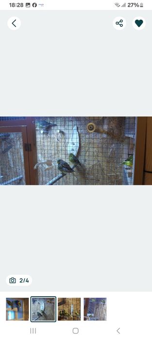 Sprzedam kanarki bastardy