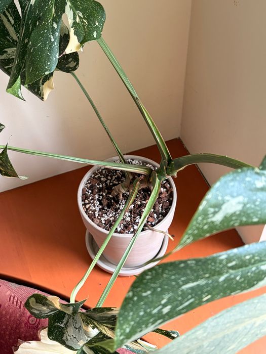 Monstera Thai Constellation duża XL + doniczka z podstawką
