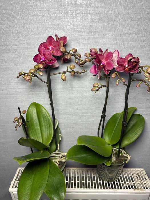 Цимбідіум Мультифлора Равелло Монтре Монако Аромо орхідея міні Орхидеи