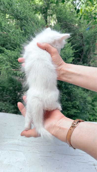 Кошенята в добрі руки, кіт, кішка, антистрес