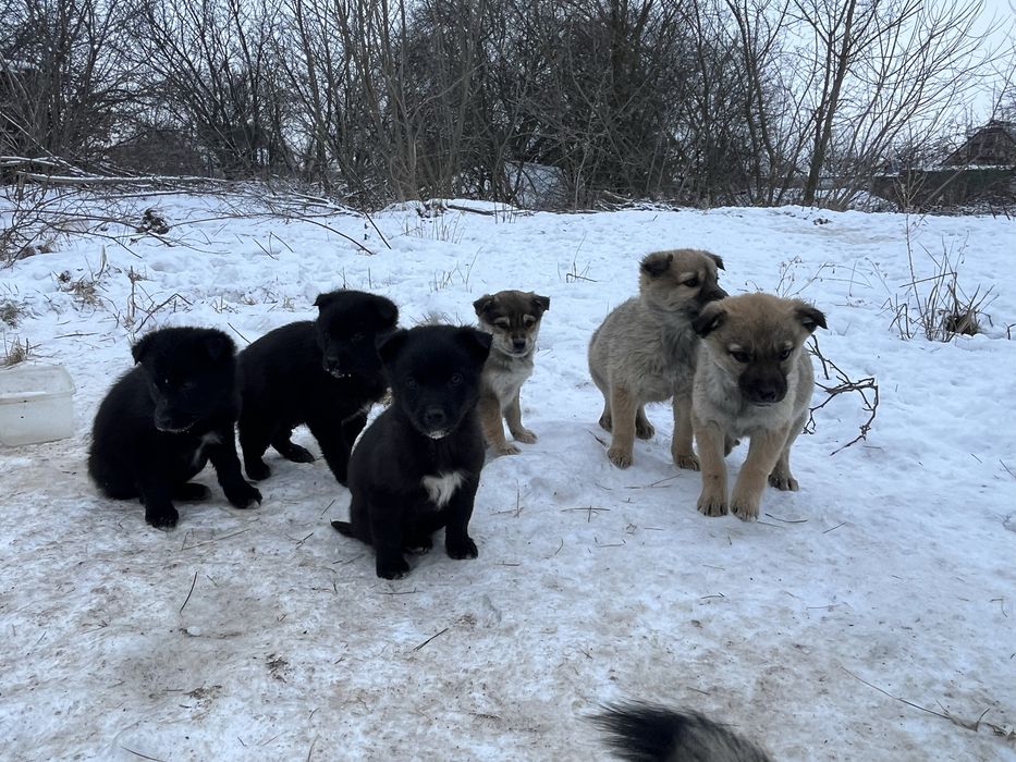 Цуценята-герої в добрі руки