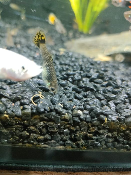 gupiki rybki akwariowe