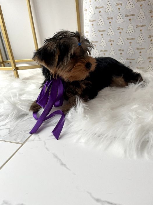 VIP Йорки — Вибери свого маленького друга вже зараз