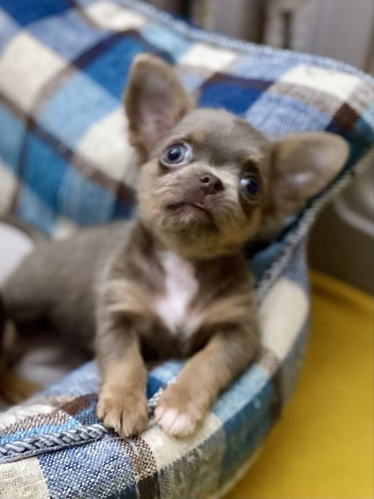 Міні дівчинка лілова шикарна маленька!