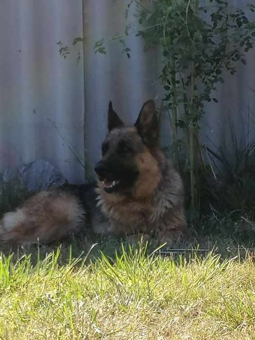 Отдам немецкую овчарку