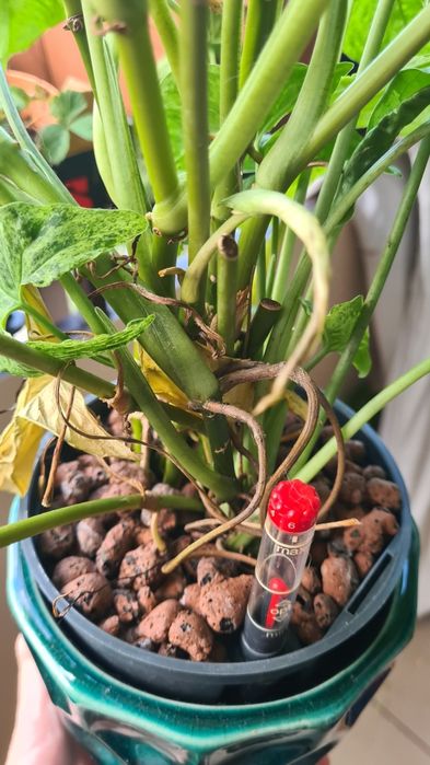syngonium mojito mnóstwo sadzonek