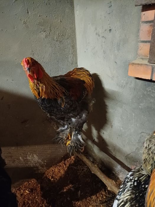 Brahma perdiz azul macho