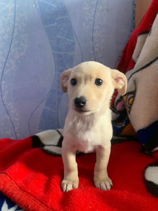 Метисик такси, найращій друг!