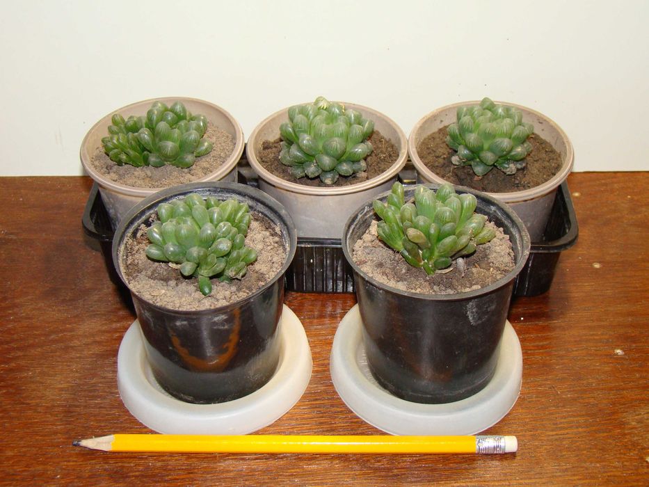 алое Дескоінгса, хавортії Купера