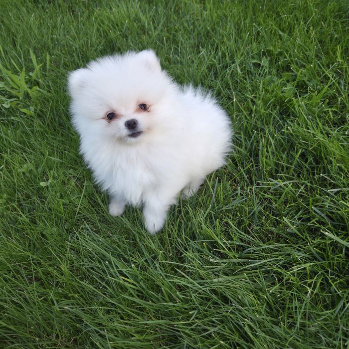 Szpic miniaturowy pomeranian fci zkwp