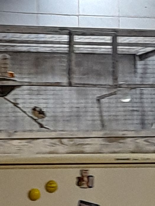 Клетки для кенарей