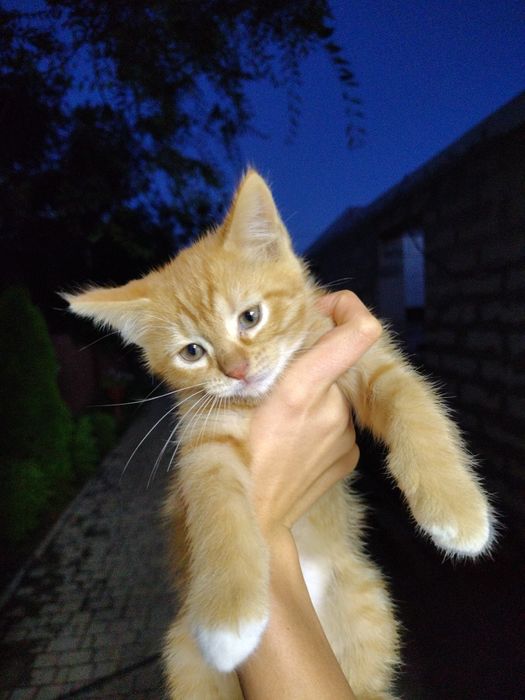 Дівчинки кошенята