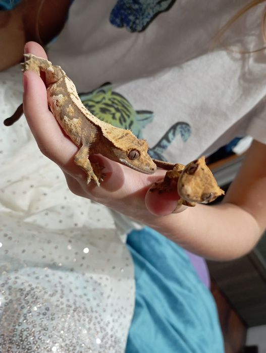 Gekony orzęsione podrostki