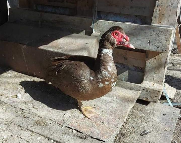 Обмен качек на курочек.