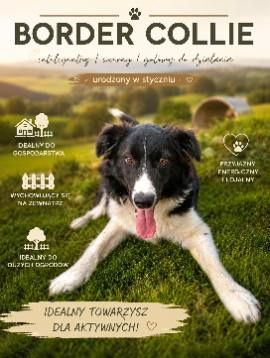 Szczeniak rasy border collie z rodowodem