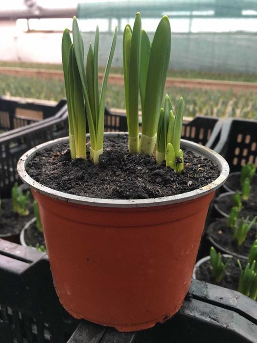 Нарциси оптом Київ. Власне виробництво. Гарантія якості  | Вся Україна