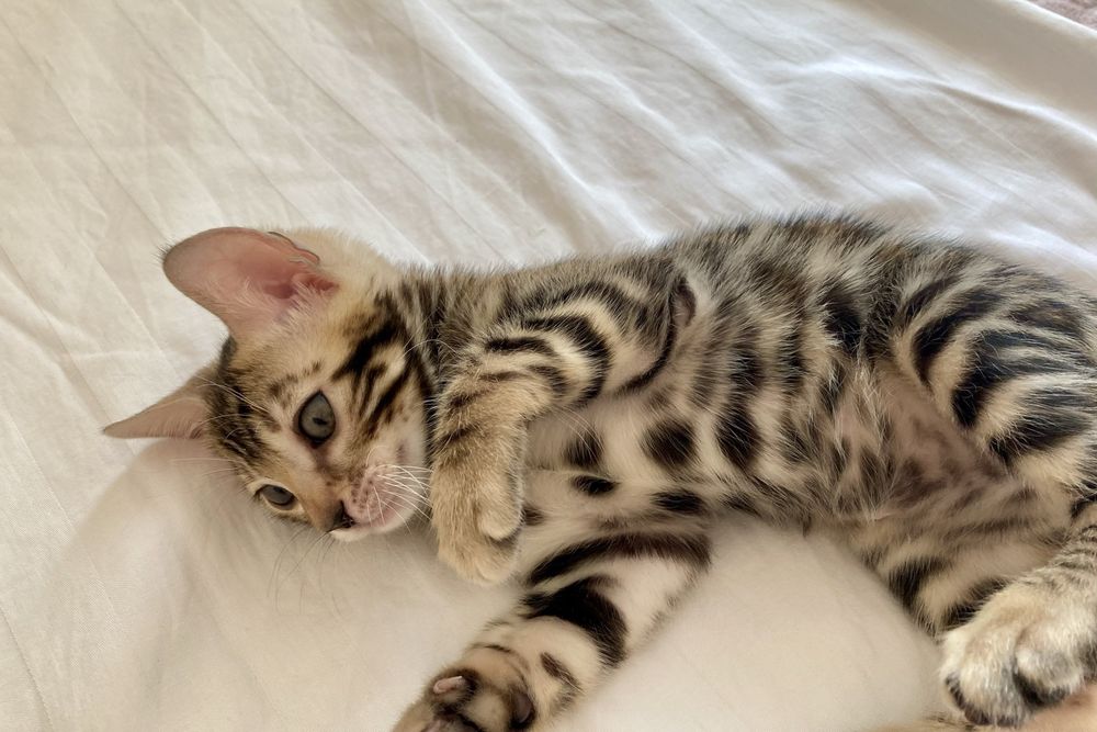 Шикарные бенгалы