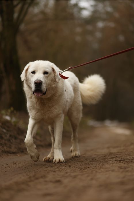 pies w typie owczarek podhalanski abaj akbash kaukaz golden retriever
