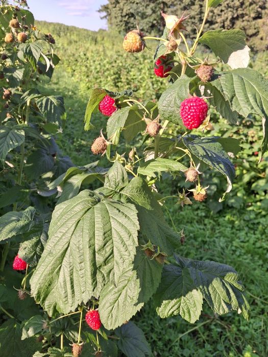 Maliny z domowej plantacji