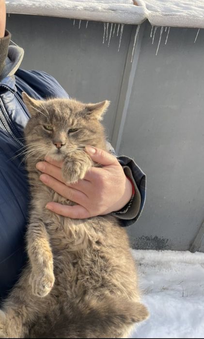 Отдам серого вискасного кота