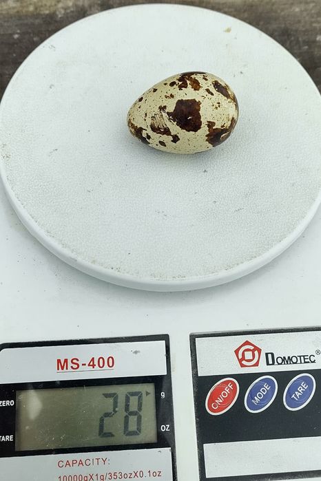 Яйце інкубаційне селекція перепела Техас, естонскі - яйцо инкубационно