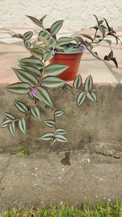 Tradescantia Zebrina