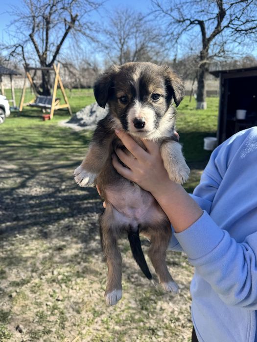 Відамо цуциків у люблячу родину