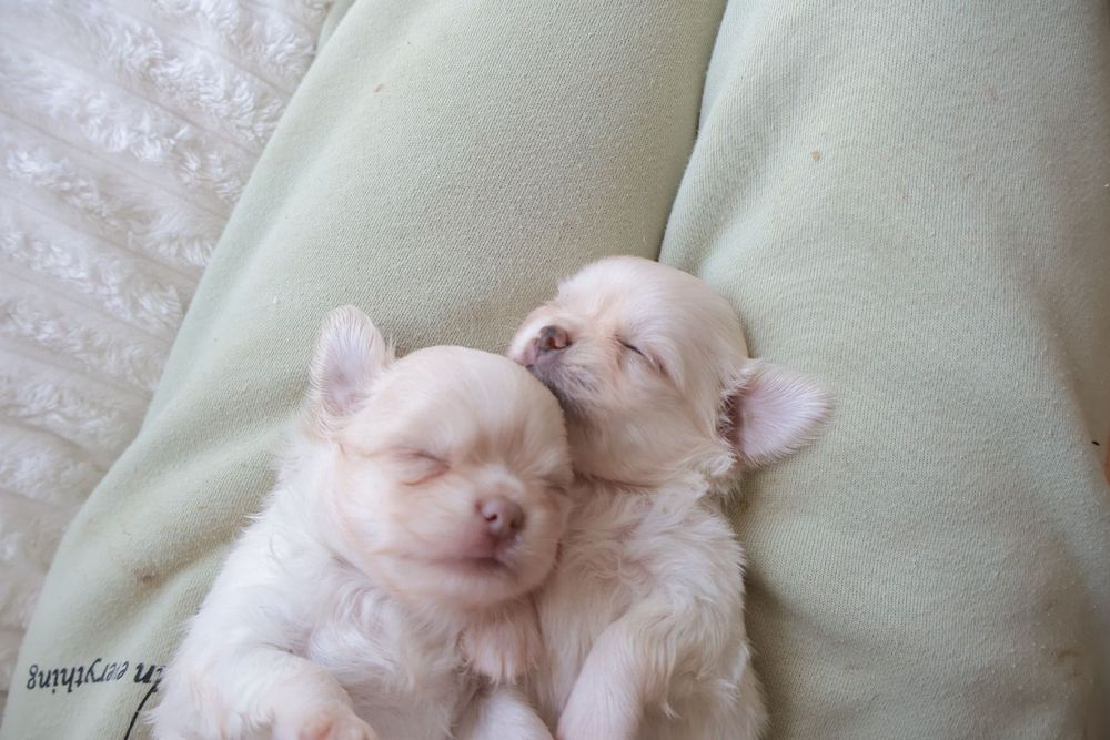 Chihuahua .Mini. Menino .Cabeça de maçã. Pēlo longo