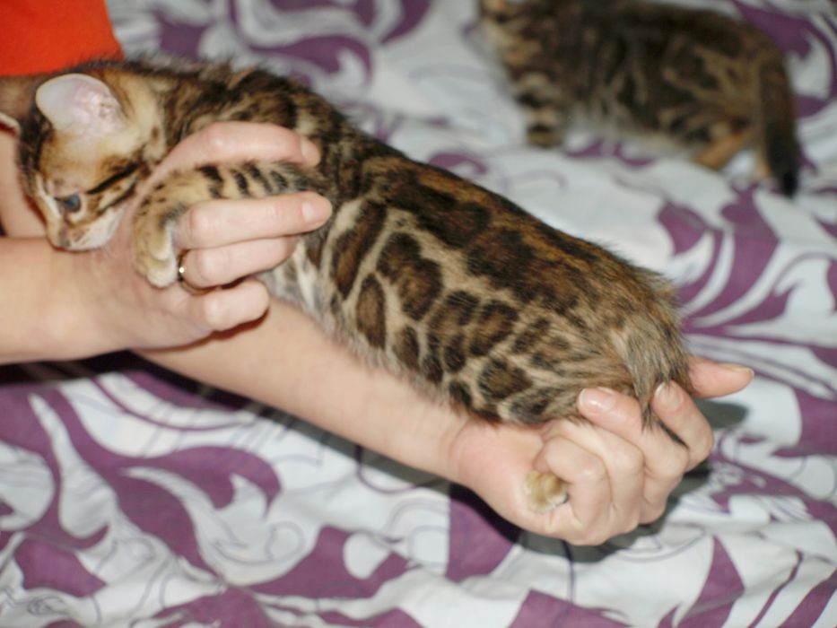 Бенгальські кошенята