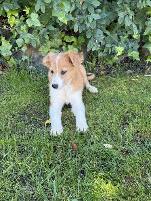 Border collie Disponivel