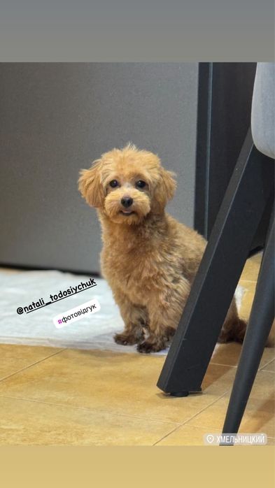 Продаж мальтіпу ф1 та ф2