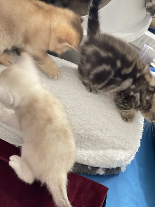 Продам!Котят британской шиншилы