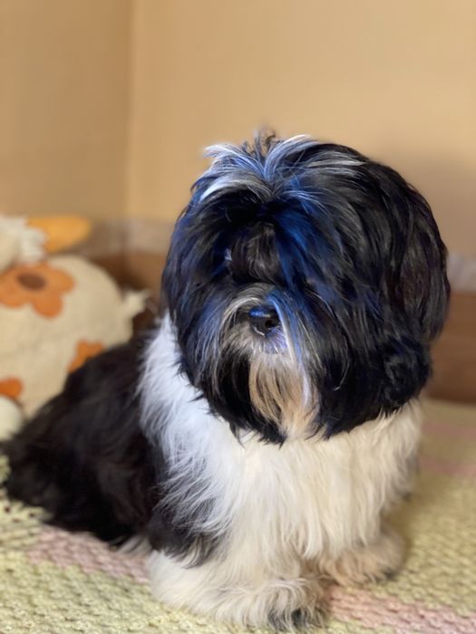 Цуценята ши тцу з документами КСУ