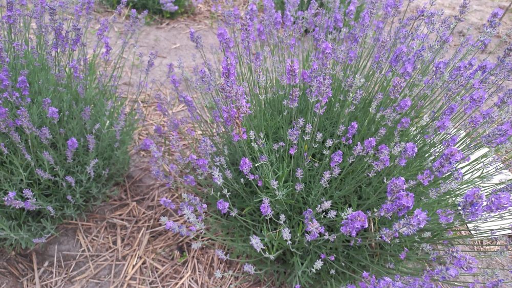Продам саджанці лаванди.Має насичений колір