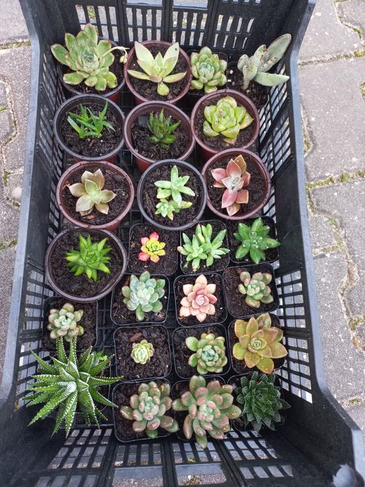 Plantas suculentas mini