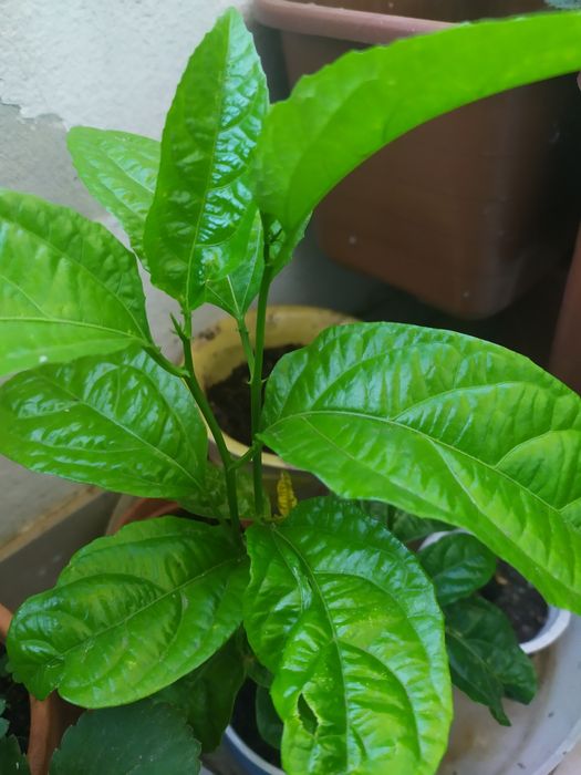 Vendo árvore  Maracujá