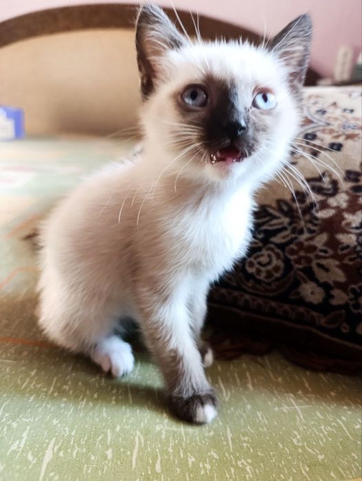 Віддам кошенят безкоштовно